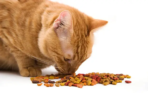 Cat Foods Have Carrageenan