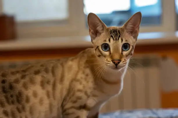 cat breeds do bengals