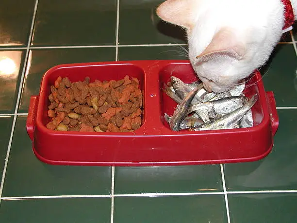 Cat Foods Have Carrageenan