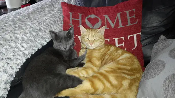 Cuddly Companion cat boarding