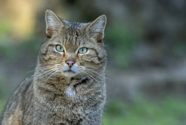 European wildcat