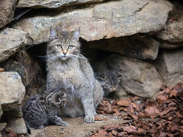European wildcat