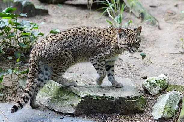 personality of a Geoffroy cat