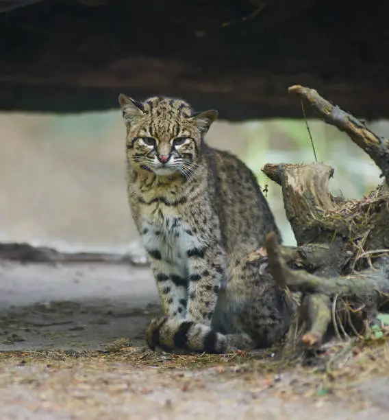personality of a Geoffroy cat