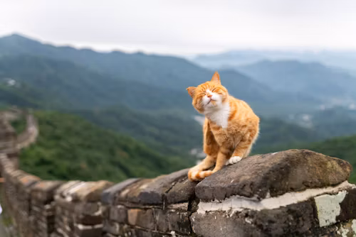 Chinese Mountain Cat