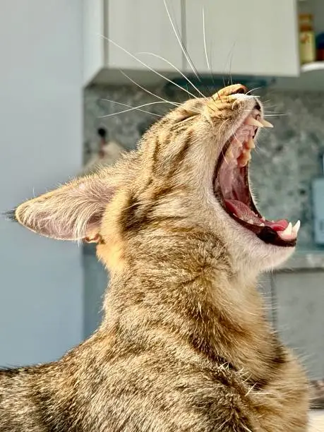 why is my cat breathing heavy? (2025)