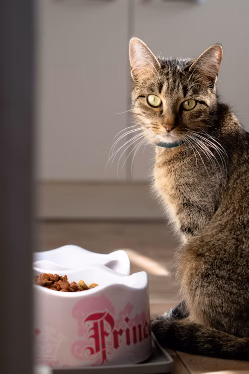 Decoding Rachael Ray Cat Food