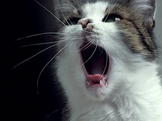 Why Is My Cat Breathing Fast?