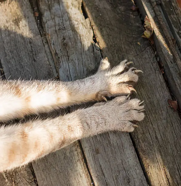 Cat Declawing Near Me