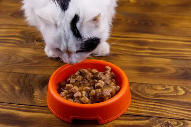 Diabetic Cat Food Complete Guide to Feeding Cats with Diabetes