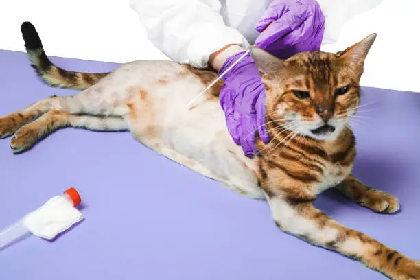 Blood in Cat Urine: Causes, Symptoms, Treatment & When to See a Vet