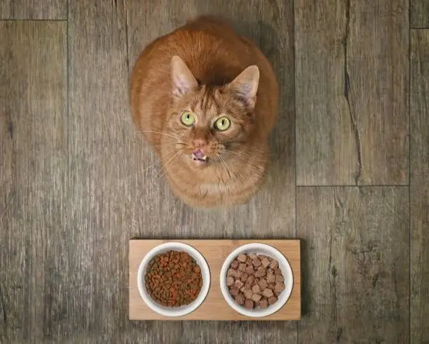 What Can My Cat Eat Besides Cat Food?