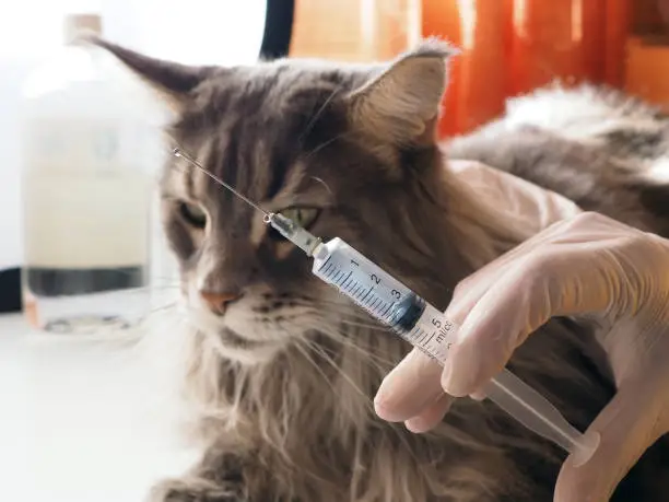 Rabies Vaccine Cost for Cats