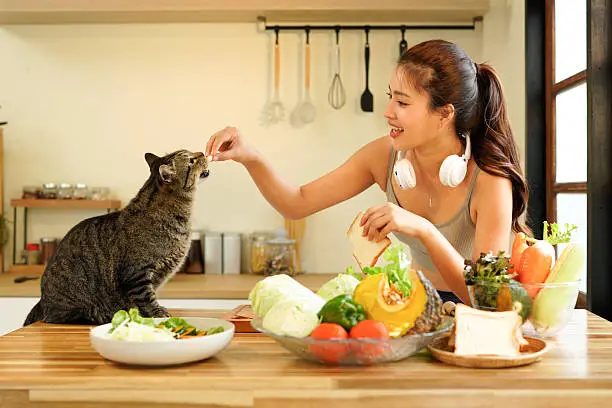 What Human Food Can Cats Eat?