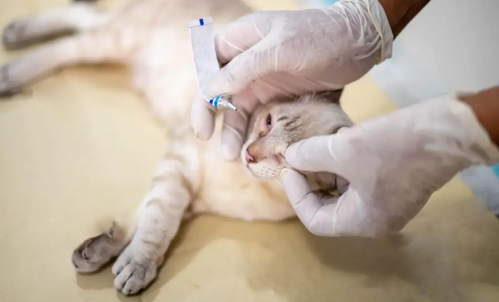 Bulging Eyes in Cats