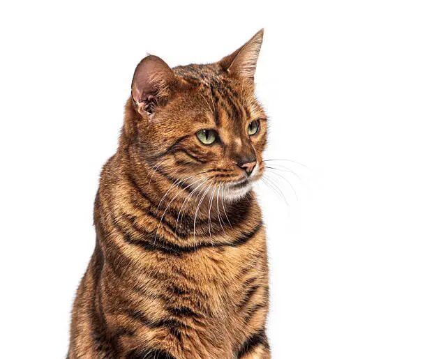 Toyger Domestic Cats