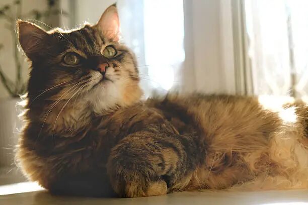 Toyger Cat Breed