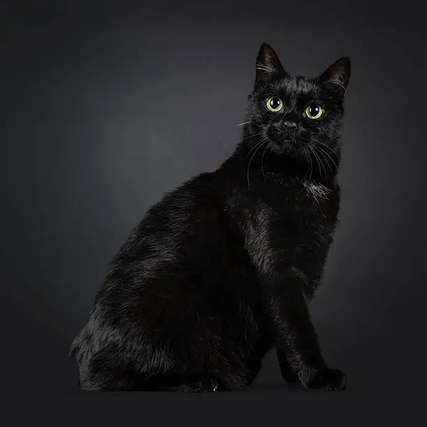 Manx Cat Breed