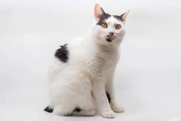 Tailless Manx Cat