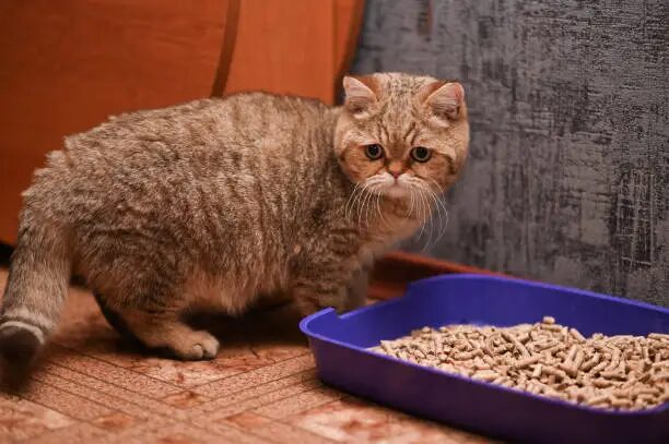 Why Is My Cat Eating Litter?