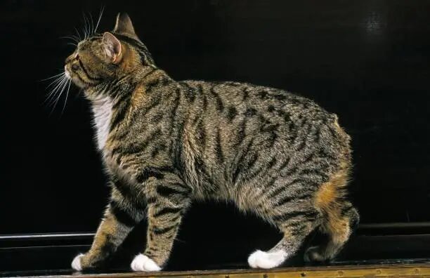 Manx Cat for Sale