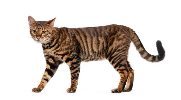 Toyger Cat Buy