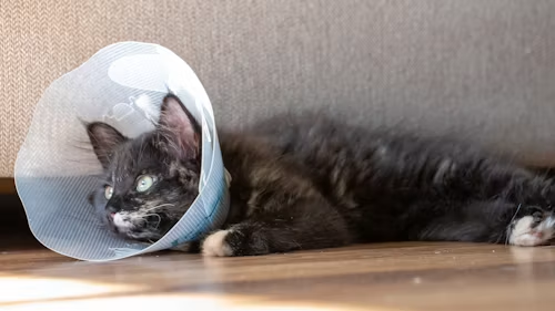 Cat Spay Incision Lump