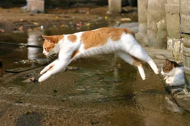 My Cat Is Limping but Still Jumping and Running