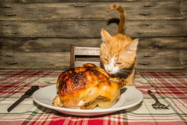Can Cats Eat Turkey?