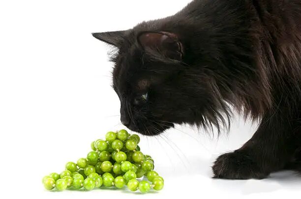 Can Cats Eat Peas?