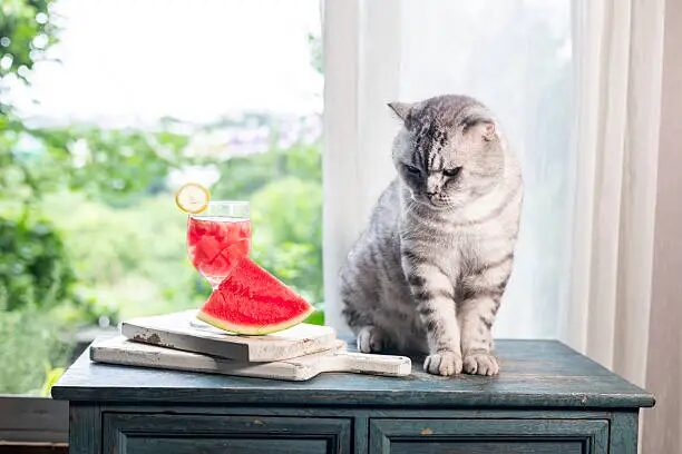 Can Cats Eat Watermelon?