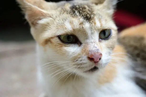 Pyruvate Kinase Deficiency