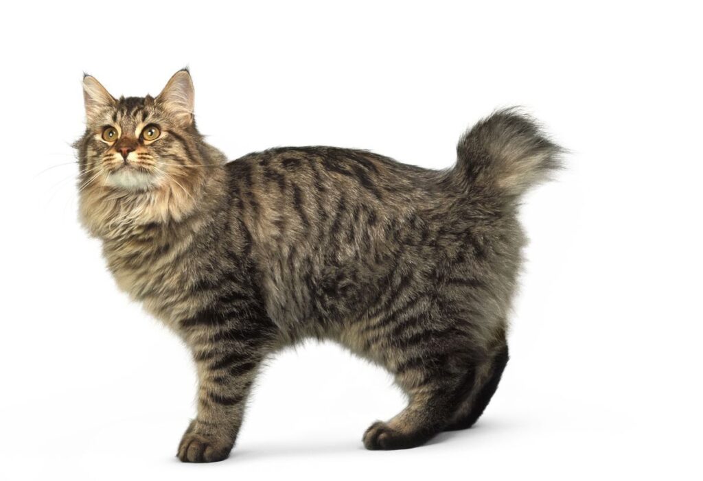 American Bobtail Cat
