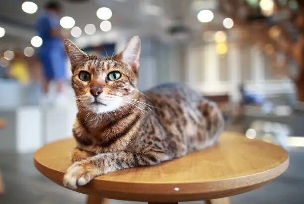 Ocicat Cats