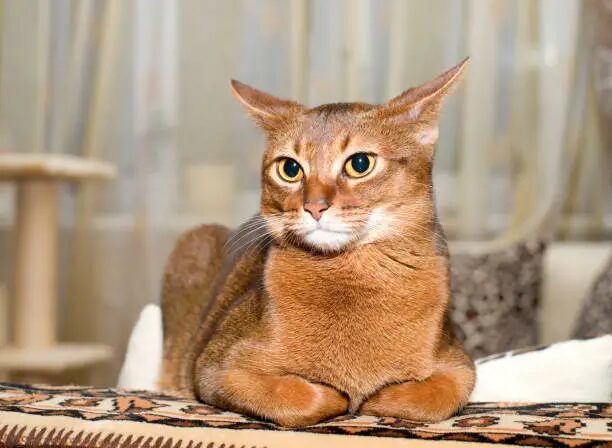 Abyssinian Cat Complete Breed Guide Personality Care Health