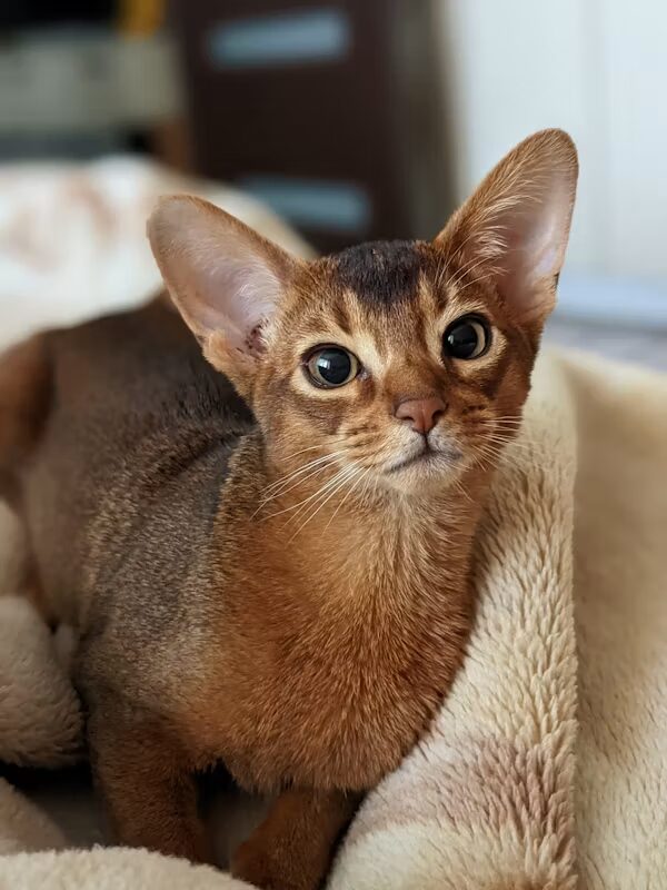 Abyssinian Cat Sale