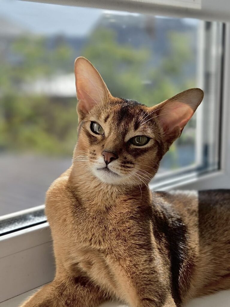 Abyssinian Cat