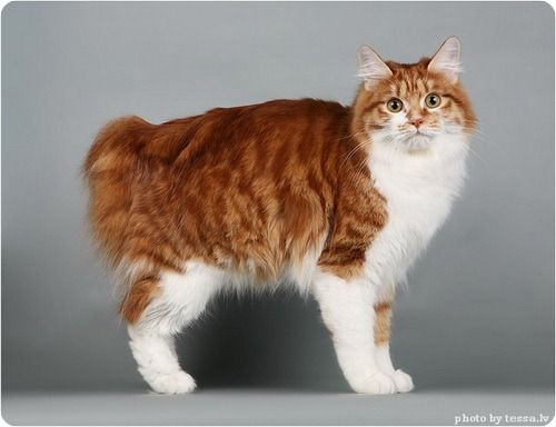 American Bobtail Cat for Sale