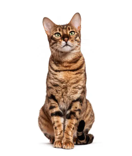 Toyger Cat