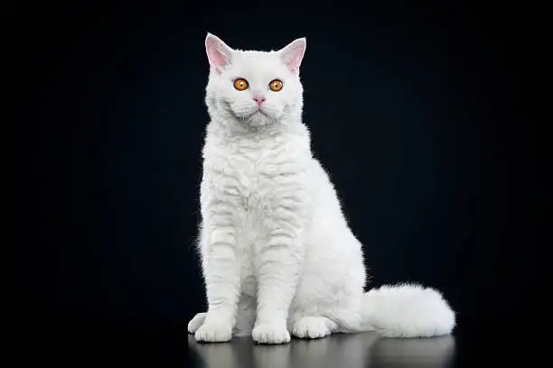 Selkirk Rex Sale