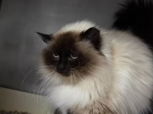 Birman for Sale