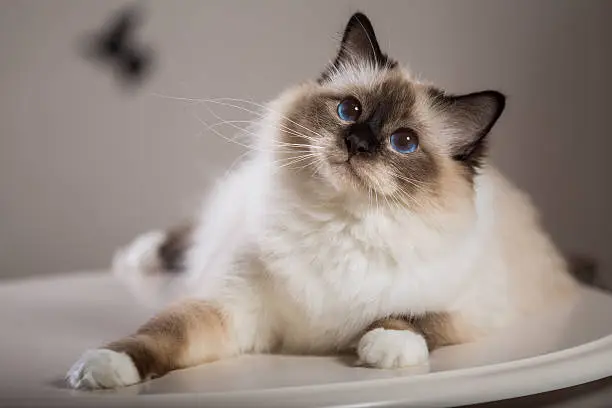 Birman Breed Cat