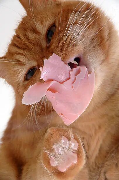 Can Cats Eat Ham