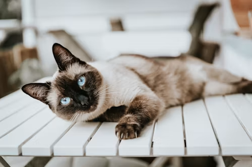 Balinese Cat Breed