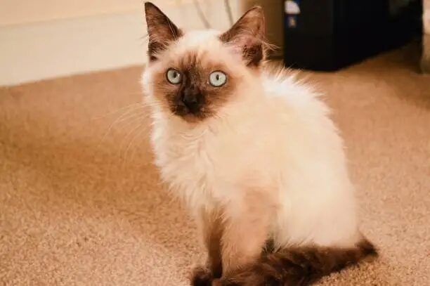 Balinese Cat Adoption