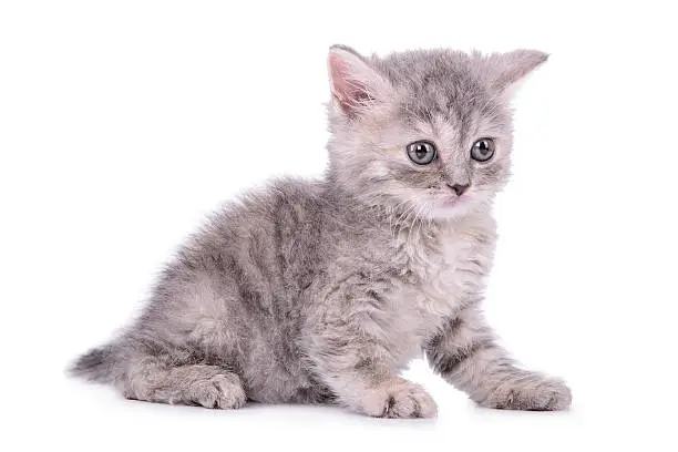 Selkirk Rex Kitten for Sale